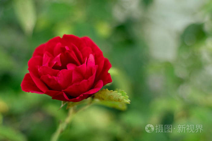 鲜绿色背景下的红花特写镜头