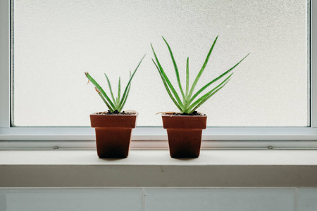 照顾 分支 房间 草药 自然 花园 植物 治疗 室内植物