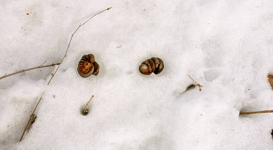 春天，马的粪便在雪下融化了。雪中的马粪。