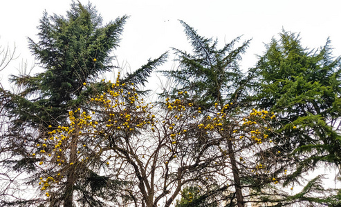 树叶 美丽的 颜色 森林 风景 天空 木材 自然 季节 夏天