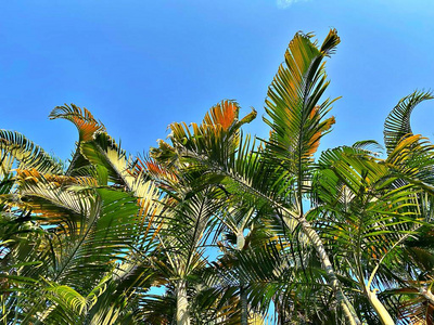 泰国 阳光 气候 假日 太阳 椰子 美女 风景 场景 春天