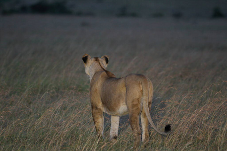 哺乳动物 危险的 游猎 乡村 说谎 土地 休息 狮子座 黄昏