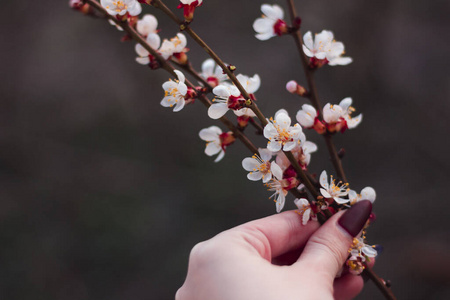 美丽的 季节 樱花 植物学 盛开 樱桃 自然 分支 春天