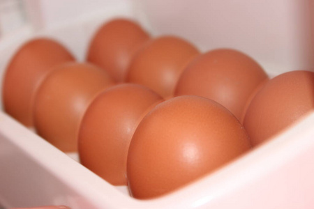 动物 复活节 饮食 烹饪 鸡蛋 营养 早餐 食物