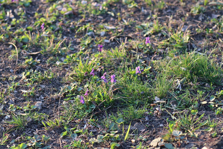 公园 自然 美女 特写镜头 紫色 花瓣 春天 森林 风景