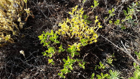 夏天 纹理 颜色 秋天 公园 春天 花园 森林 季节 植物