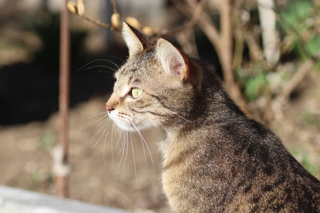 肖像 小猫 开花 粉红色 哺乳动物 植物 花园 森林 野生动物