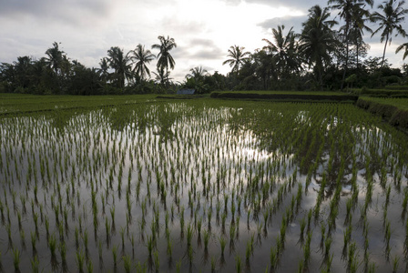 种植园 巴厘语 印度尼西亚 栽培 农业 农场 偶像 大米
