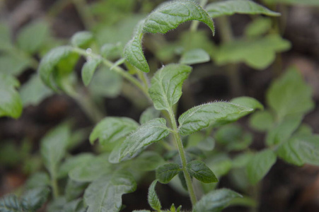 健康 特写镜头 自然 食物 草本植物 嫩青 农业 蔬菜 发芽