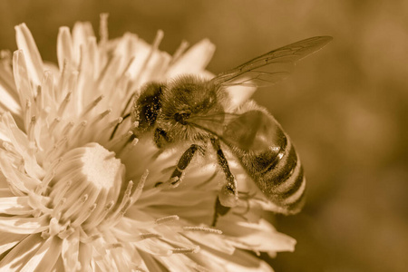 花粉 蒲公英 昆虫 春天 蜜蜂 动物群 夏天 野生动物 收集