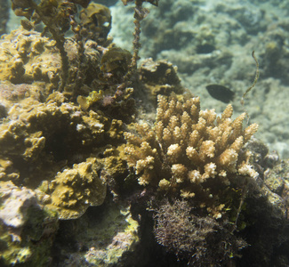 海洋 水下 动物 埃及 自然 视角 潜水 暗礁 珊瑚 海的