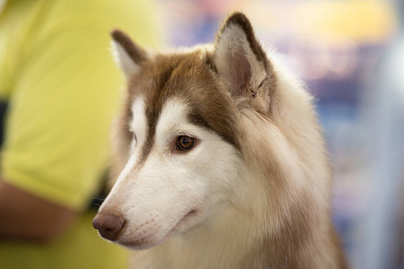肖像 面对 西伯利亚 乐趣 犬科动物 有趣的 动物 公园