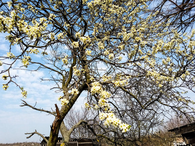 木材 树叶 天空 春天 自然 公园 风景 落下 季节 森林