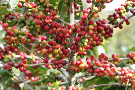 哥斯达黎加咖啡种植园的浆果图片