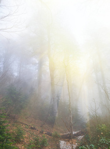 背光 林地 树林 自然 松木 木材 公园 射线 阳光 全景