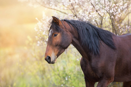 动物 肖像 美丽的 草地 种马 自由 夏天 鬃毛 领域 母马