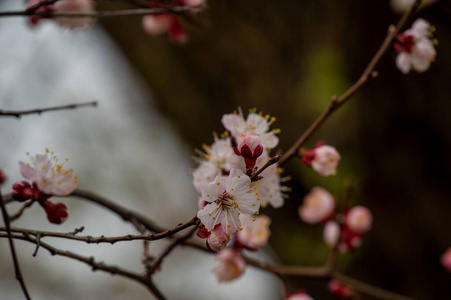 自然 盛开 花的 樱桃 植物区系 太阳 雄蕊 夏天 美丽的