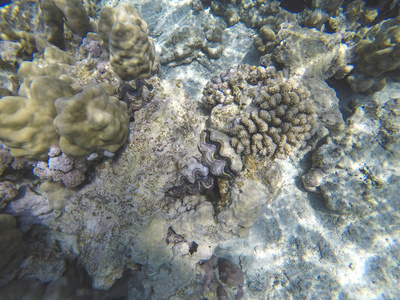 生活 特写镜头 自然 野生动物 水肺 海的 绿松石 海绵