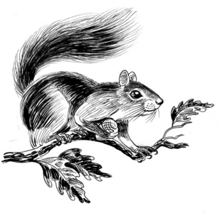 绘画 松鼠 插图 艺术 自然 毛皮 动物 艺术品 橡子 橡树