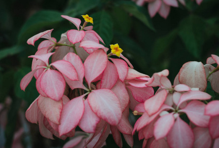 特写镜头 花的 粉红色 美丽的 夏天 花瓣 紫色 场景 植物