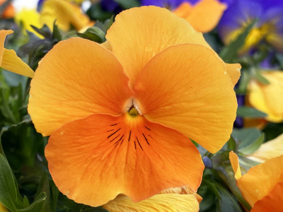 紫色 艺术 花园 夏天 植物学 季节 自然 春天 三色 开花