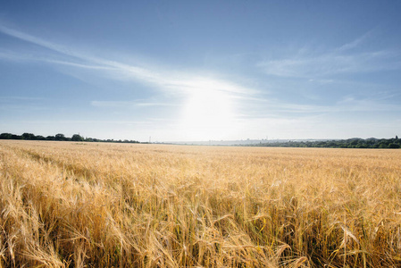 下午 特写镜头 收获 小麦 成长 环境 变模糊 农业产业