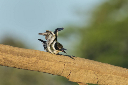 动物 美国人 传播 栖息 动物群 翠鸟 鸟类 哥斯达黎加