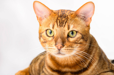 可爱极了 动物 特写镜头 基蒂 可爱的 耳朵 小猫 猫咪
