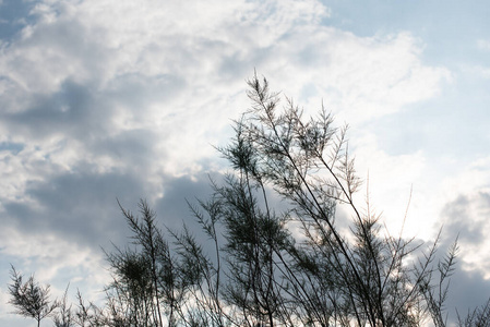 春天 高的 天空 天堂 纹理 气氛 环境 阳光 季节 太阳