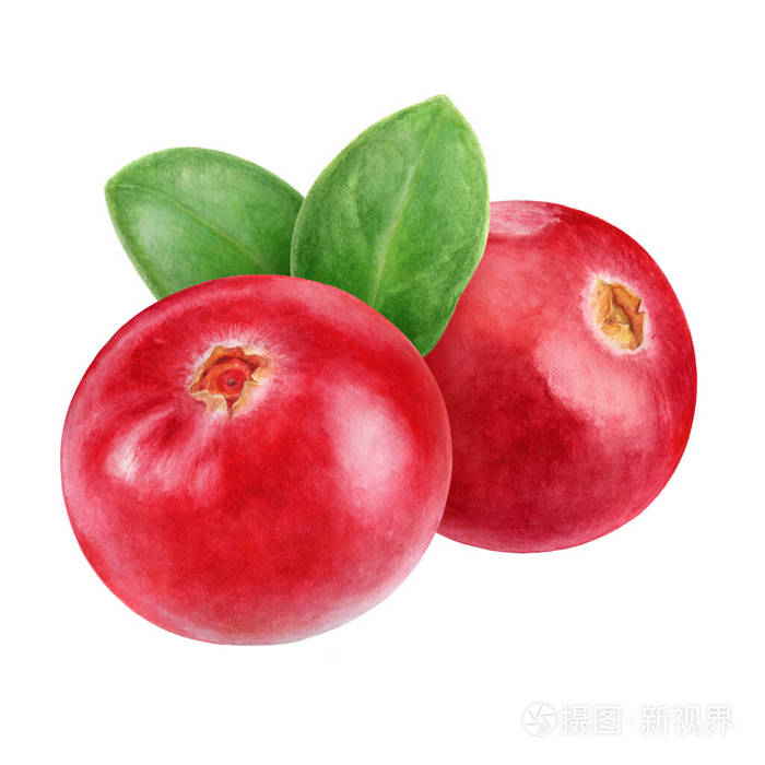 蔓越莓组成水彩画插图孤立在白色背景上