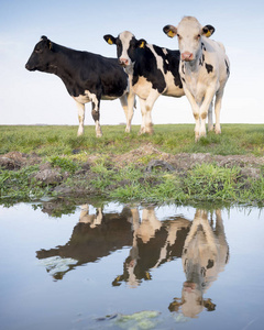牛奶 农事 夏天 小溪 风景 哺乳动物 地平线 外部 荷兰语