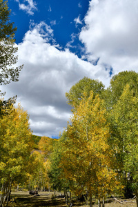 树叶 秋天 风景 犹他州 自然 森林 颜色 天空 白杨 转弯
