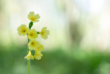 园艺 植物学 报春花 花园 季节 颜色 花的 自然 美女