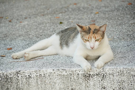 面对 宠物 基蒂 美丽的 斑猫 哺乳动物 动物 眼睛 可爱极了