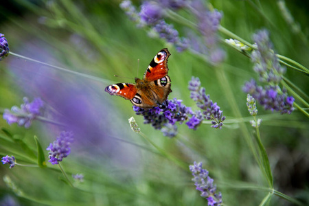 昆虫 植物区系 动物 开花 花园 环境 薰衣草 蝴蝶 紫色