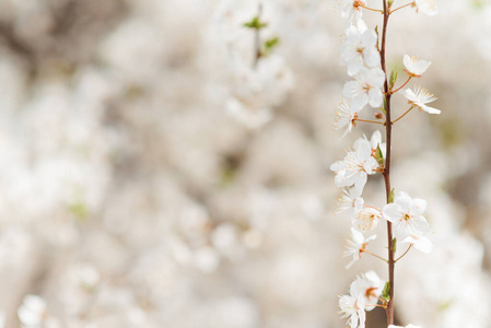 前进 粉红色 花的 复制空间 美丽的 日本人 季节 樱桃