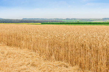 自然 稻草 食物 领域 夏天 作物 种子 耳朵 成长 小麦