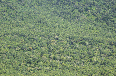 纹理 森林 树叶 天气 夏天 荒野 边境 植物 自然 生长