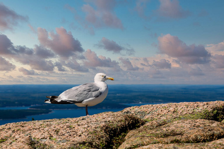 缅因港巨石上的海鸥图片