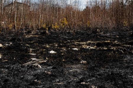 小麦 燃烧 植物 地球 灾难 夏天 后果 丛林大火 领域