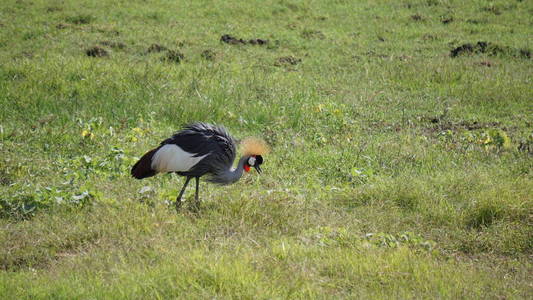 动物 公园 起重机 翅膀 自然 游猎 安波塞利 肯尼亚 美女