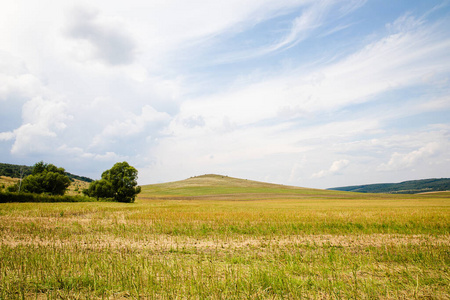小麦 乡村 环境 乌克兰 天空 植物 春天 土地 季节 复制空间