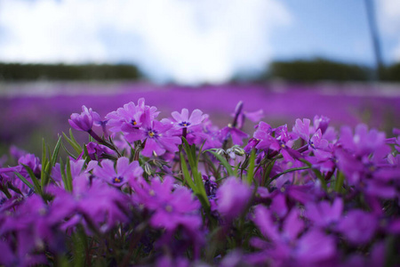 盛开 春天 紫色 美丽的 开花 自然