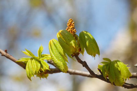 美女 新的 树叶 生态学 植物 天气 森林 公园 阳光 春天