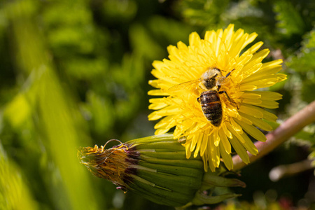 蜜蜂 动物 工作 太阳 植物学 颜色 花的 春天 夏天 花蜜