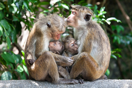 小孩 家庭 乳房 场景 公园 旅行 丛林 头发 辐射 灵长类动物