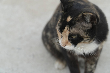 可爱的 动物 猫科动物 照片 自然 面对 肖像 哺乳动物