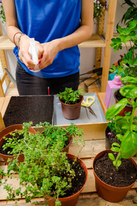 浇水 修剪 植物 香料 草本植物 花的 种植 女孩 番茄