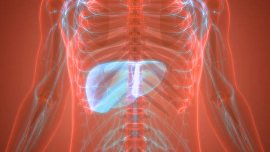 器官 炎症 信息图表 治疗 肝脏 解剖 人类 生物学 身体