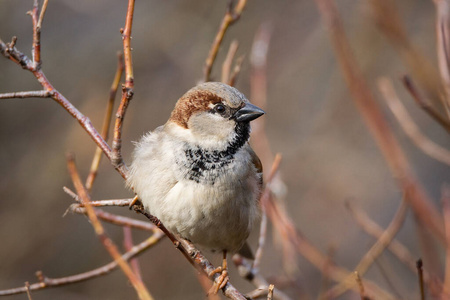 春天 麻雀 自然 雀形目 观鸟 分支 动物群 公园 季节